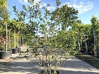 3x appelbes aronia melanocarpa, fruitstruik, zwarte bessen, ca. 175 cm - afbeelding 1 van  4