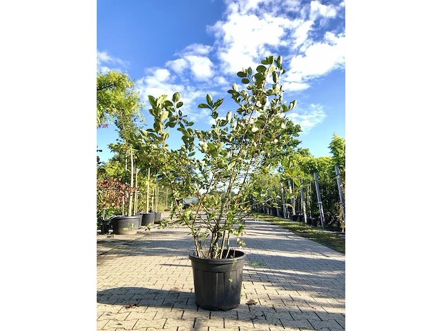 3x appelbes aronia melanocarpa, fruitstruik, zwarte bessen, ca. 175 cm - afbeelding 2 van  4