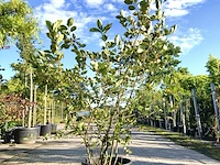 3x appelbes aronia melanocarpa, fruitstruik, zwarte bessen, ca. 175 cm - afbeelding 2 van  4