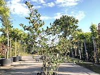 3x appelbes aronia melanocarpa, fruitstruik, zwarte bessen, ca. 175 cm - afbeelding 3 van  4