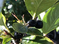 3x appelbes aronia melanocarpa, fruitstruik, zwarte bessen, ca. 175 cm - afbeelding 4 van  4