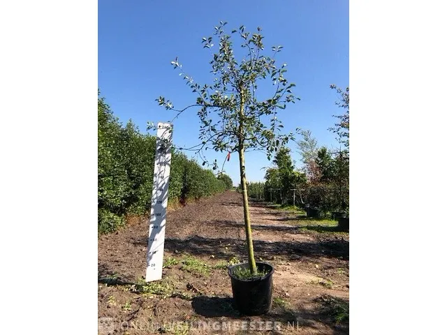3x appelboom malus domestica (in soorten), hoogstam, , 3-4 m hoog - afbeelding 1 van  4