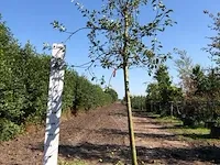 3x appelboom malus domestica (in soorten), hoogstam, , 3-4 m hoog - afbeelding 1 van  4