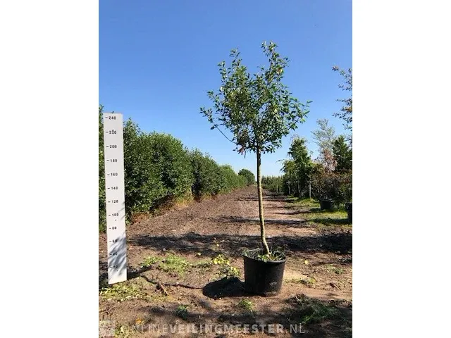 3x appelboom malus domestica (in soorten), hoogstam, , 3-4 m hoog - afbeelding 2 van  4