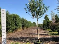 3x appelboom malus domestica (in soorten), hoogstam, , 3-4 m hoog - afbeelding 2 van  4