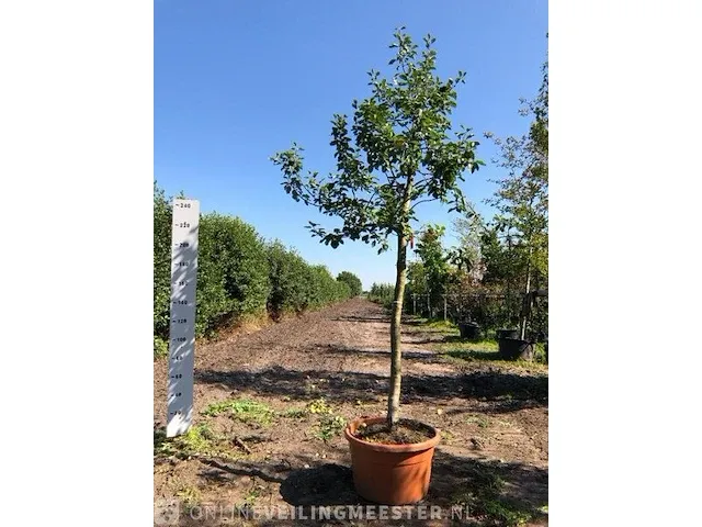 3x appelboom malus domestica (in soorten), hoogstam, , 3-4 m hoog - afbeelding 3 van  4