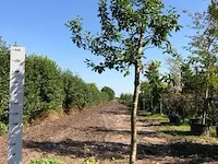 3x appelboom malus domestica (in soorten), hoogstam, , 3-4 m hoog - afbeelding 3 van  4