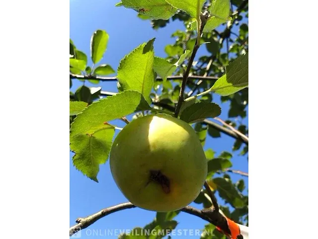 3x appelboom malus domestica (in soorten), hoogstam, , 3-4 m hoog - afbeelding 4 van  4