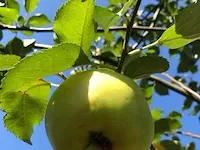 3x appelboom malus domestica (in soorten), hoogstam, , 3-4 m hoog - afbeelding 4 van  4