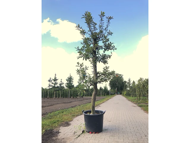 3x appelboom malus 'elstar', fruitgaardboom, vruchtdragend, ca. 200 cm hoog - afbeelding 1 van  3