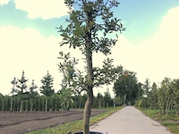 3x appelboom malus 'elstar', fruitgaardboom, vruchtdragend, ca. 200 cm hoog - afbeelding 1 van  3