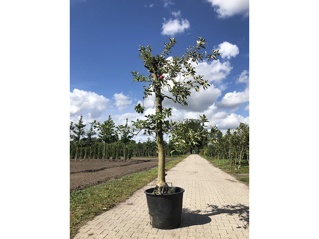 3x appelboom malus 'elstar', fruitgaardboom, vruchtdragend, ca. 200 cm hoog - afbeelding 2 van  3
