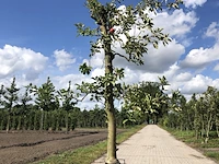 3x appelboom malus 'elstar', fruitgaardboom, vruchtdragend, ca. 200 cm hoog - afbeelding 2 van  3