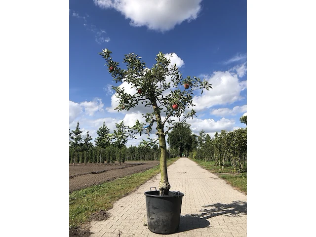 3x appelboom malus 'elstar', fruitgaardboom, vruchtdragend, ca. 200 cm hoog - afbeelding 3 van  3
