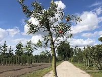 3x appelboom malus 'elstar', fruitgaardboom, vruchtdragend, ca. 200 cm hoog - afbeelding 3 van  3