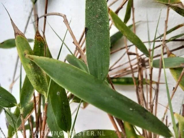 3x bamboo - afbeelding 2 van  20