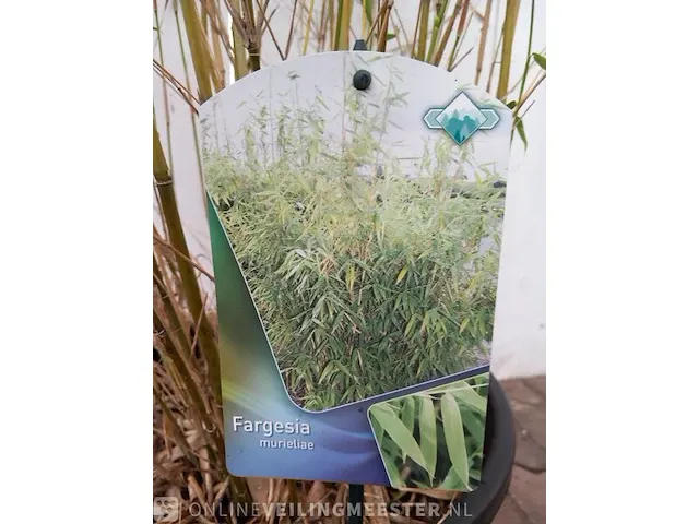 3x bamboo - afbeelding 3 van  20