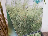 3x bamboo - afbeelding 3 van  20