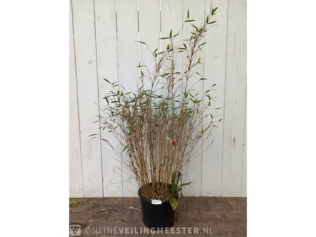 3x bamboo - afbeelding 6 van  20