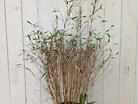 3x bamboo - afbeelding 6 van  20