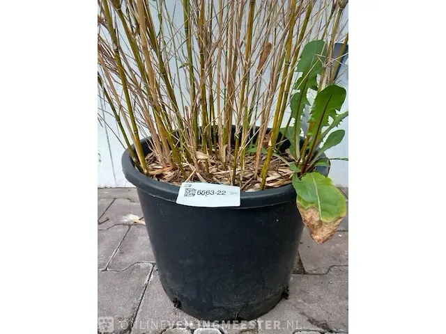 3x bamboo - afbeelding 7 van  20