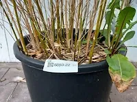 3x bamboo - afbeelding 7 van  20