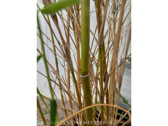 3x bamboo - afbeelding 8 van  20