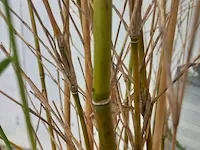 3x bamboo - afbeelding 8 van  20