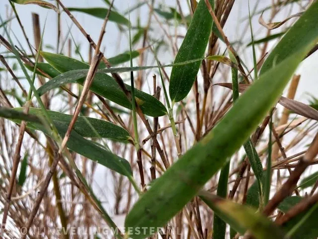 3x bamboo - afbeelding 9 van  20