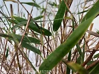 3x bamboo - afbeelding 9 van  20