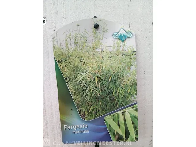 3x bamboo - afbeelding 10 van  20