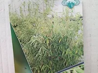 3x bamboo - afbeelding 10 van  20