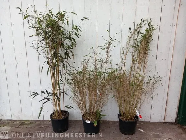 3x bamboo - afbeelding 1 van  20