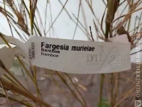 3x bamboo - afbeelding 13 van  20