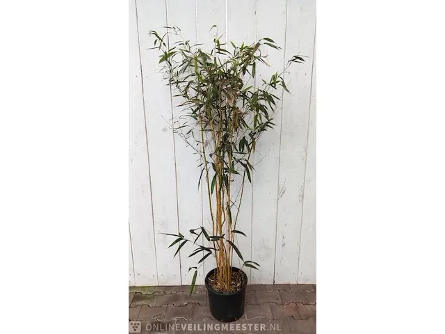 3x bamboo - afbeelding 12 van  20