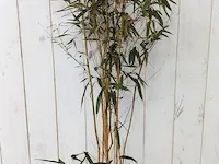 3x bamboo - afbeelding 12 van  20
