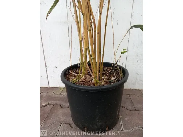 3x bamboo - afbeelding 14 van  20