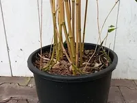 3x bamboo - afbeelding 14 van  20