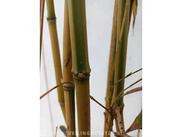 3x bamboo - afbeelding 15 van  20