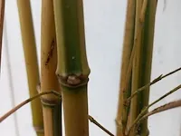 3x bamboo - afbeelding 15 van  20