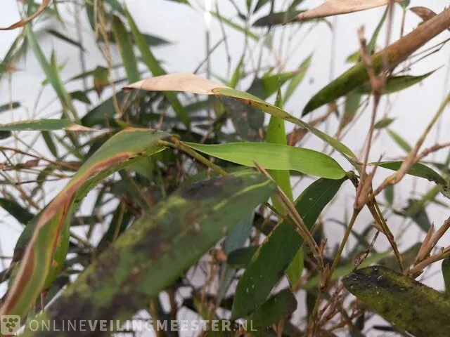 3x bamboo - afbeelding 16 van  20