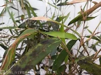 3x bamboo - afbeelding 16 van  20