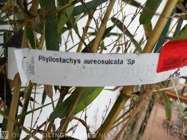 3x bamboo - afbeelding 17 van  20