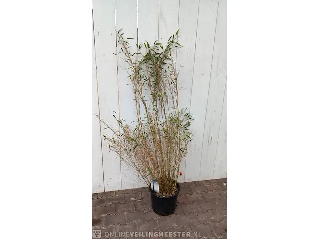 3x bamboo - afbeelding 18 van  20