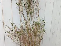3x bamboo - afbeelding 18 van  20