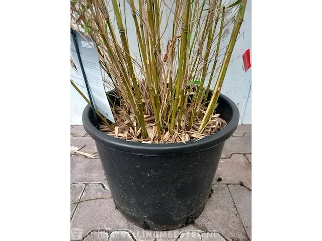 3x bamboo - afbeelding 19 van  20