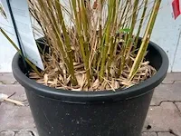 3x bamboo - afbeelding 19 van  20