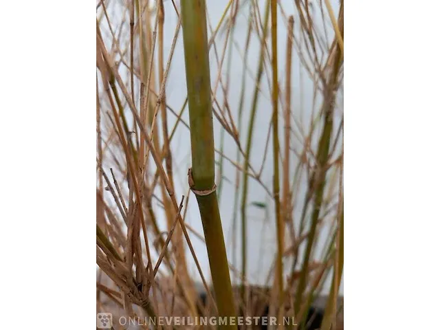 3x bamboo - afbeelding 20 van  20