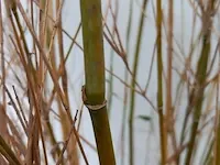 3x bamboo - afbeelding 20 van  20