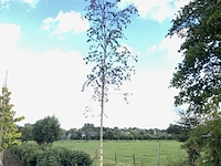 3x berk betula 'zwitsers glorie', loofboom, witte bast, ca. 5 m hoog - afbeelding 1 van  3